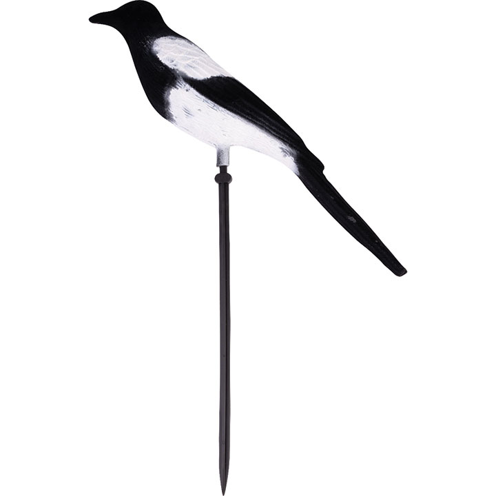 Geflockte Ekster Lokvogel