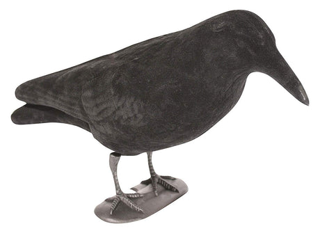 Geflockte Kraai Lokvogel Volledig Lichaam