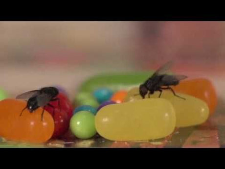 Zoutgeweer Bug-A-Salt 3.0 Black Fly (3)